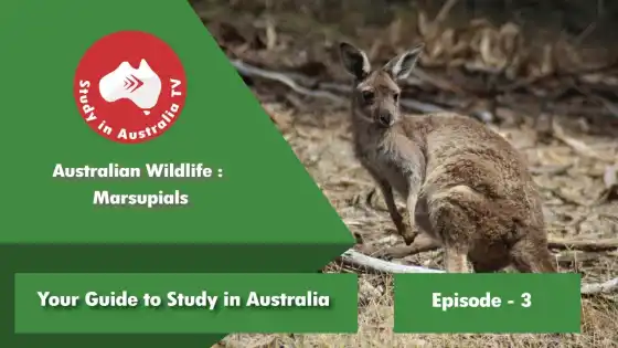 Folge 3: Beuteltiere der australischen Tierwelt