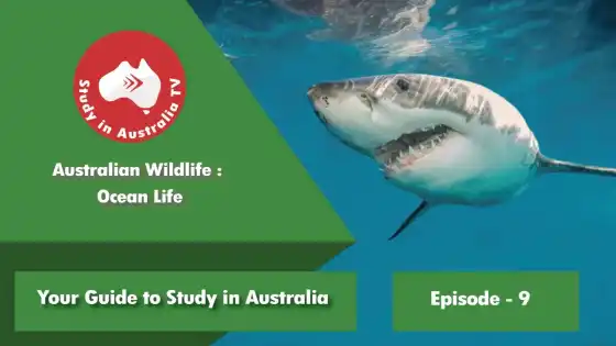 Ep 9: Vida selvagem australiana no oceano