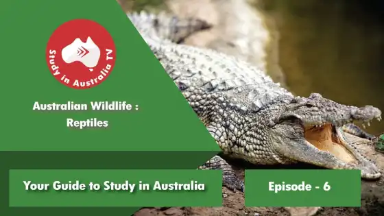 Folge 6: Australische Wildtierreptilien