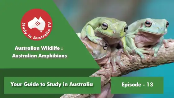 第 13 集：澳大利亚野生动物 澳大利亚两栖动物
