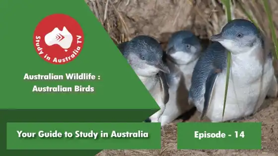 الحلقة 14: الطيور الأسترالية للحياة البرية الأسترالية