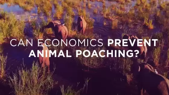Can economics prevent animal poaching?